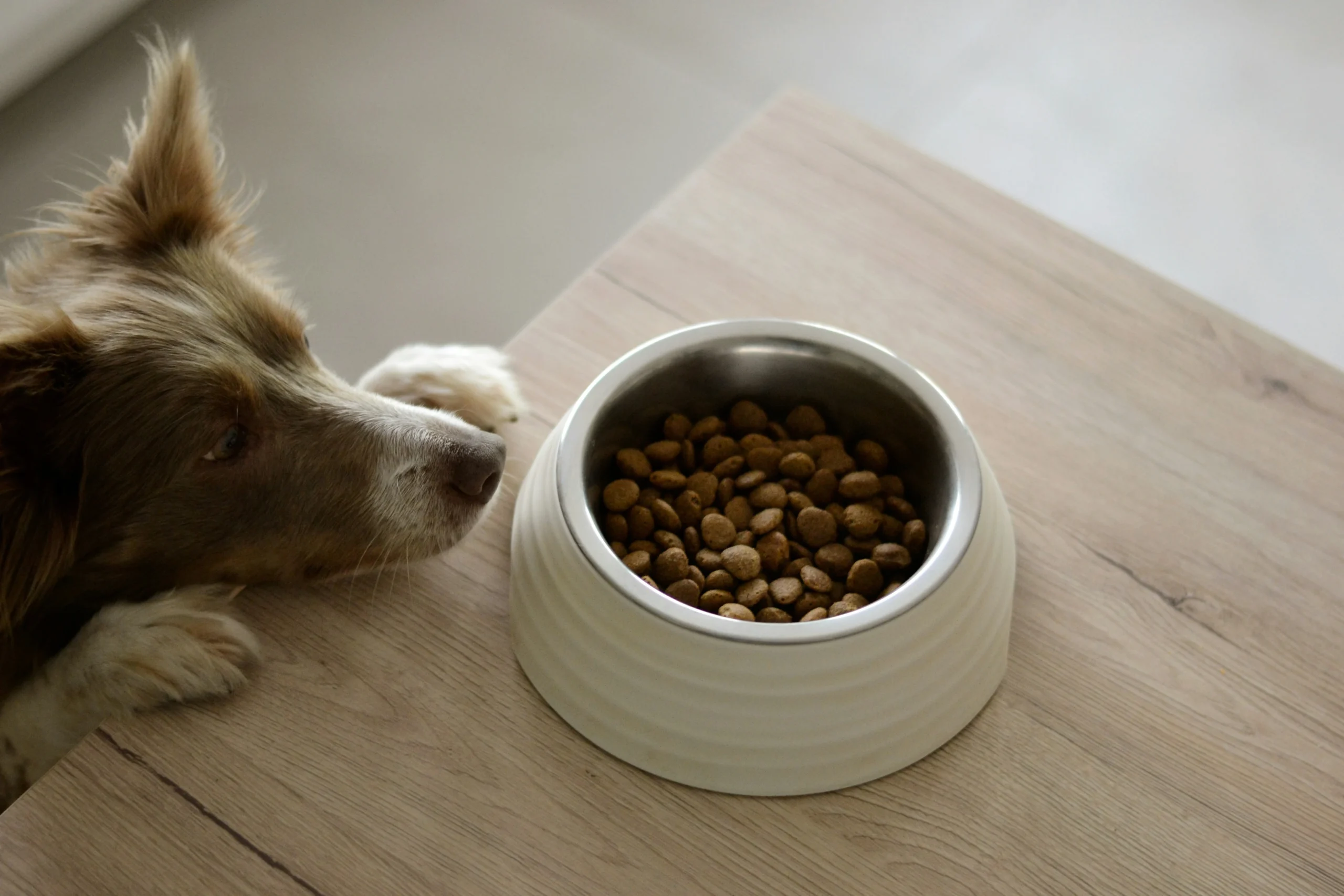 Best Pet Food in Summer