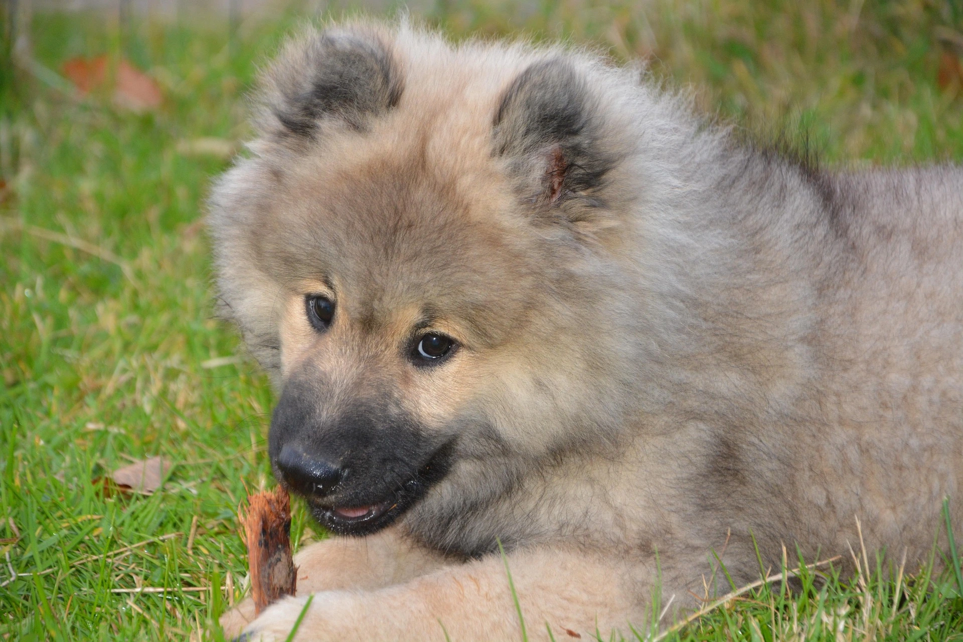 How to Train a Puppy Not to Bite