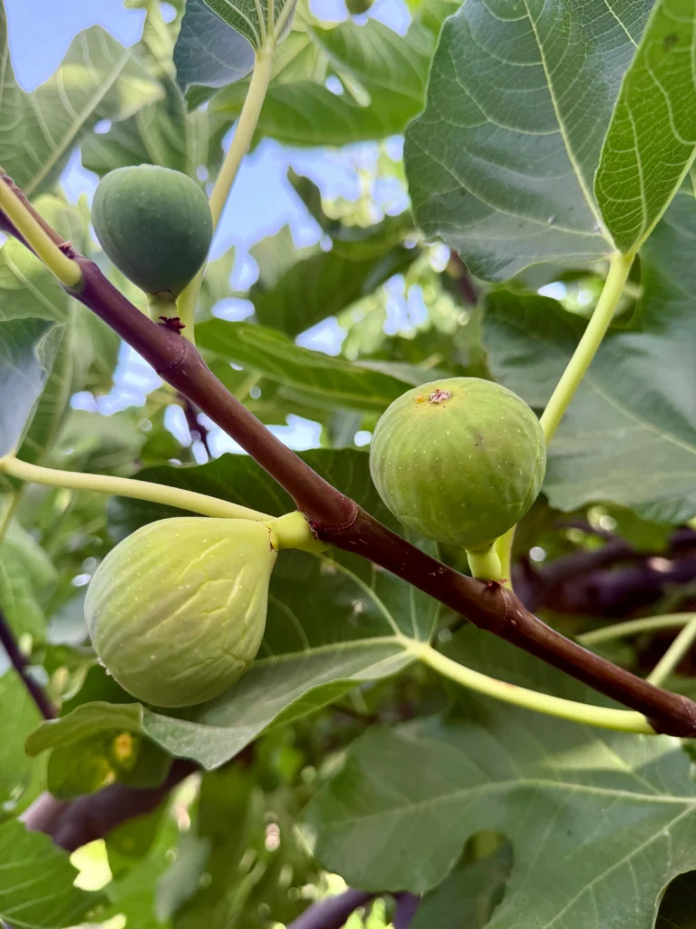 7 Fruit Trees You Should Prune in Summer