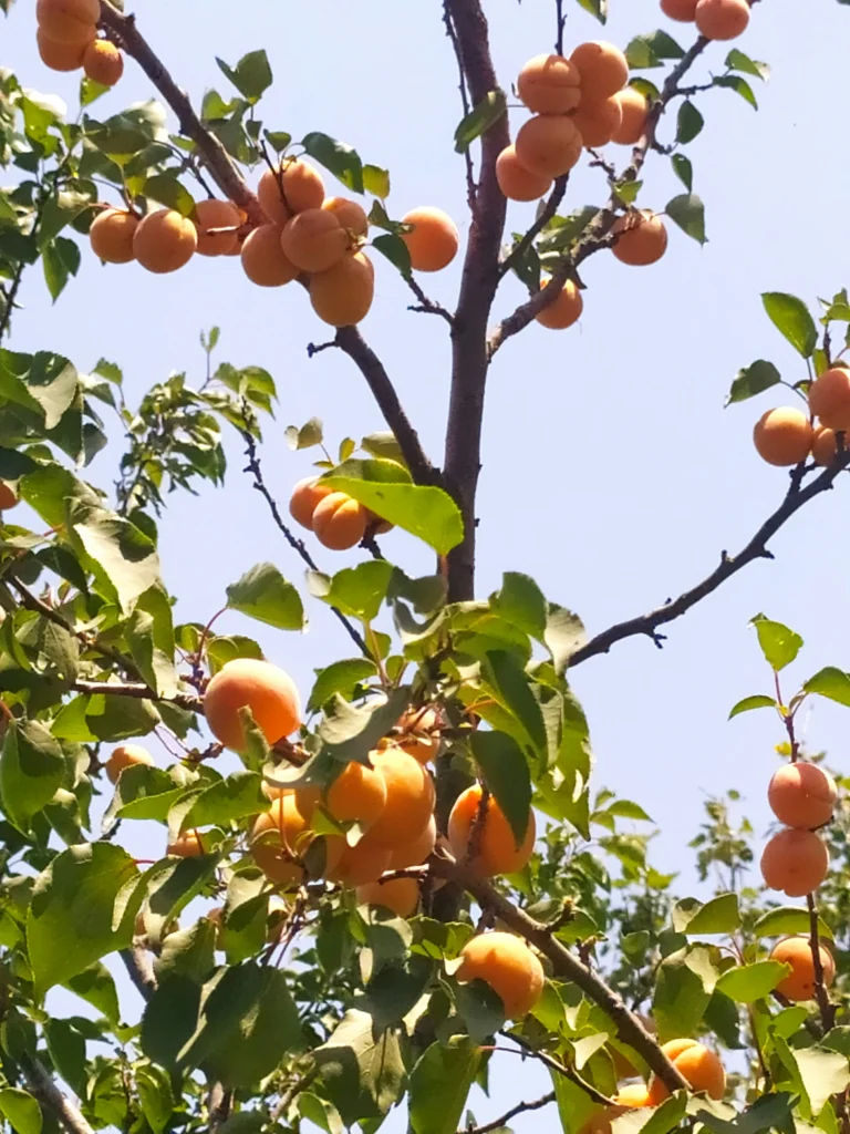 7 Fruit Trees You Should Prune in Summer