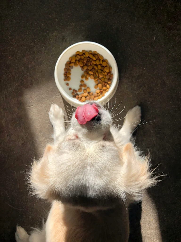 Best Pet Food in Summer