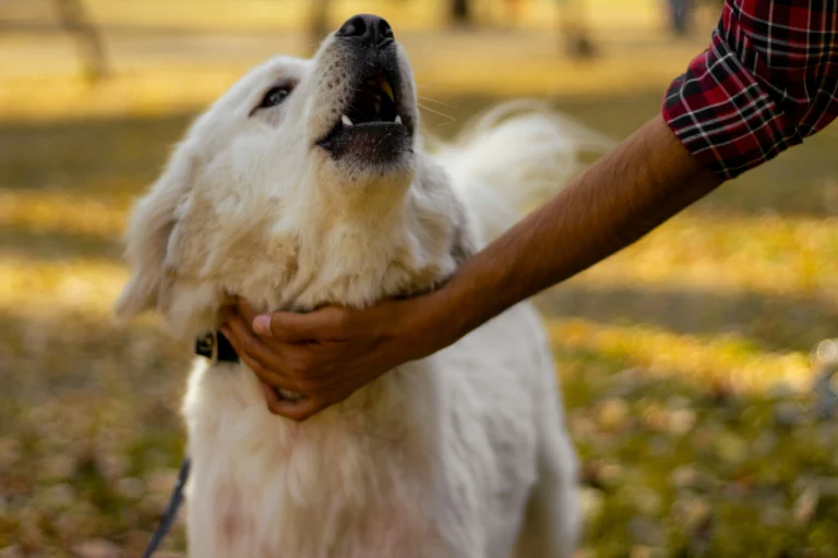 How to Desensitize a Rescue Dog to Loud Noises