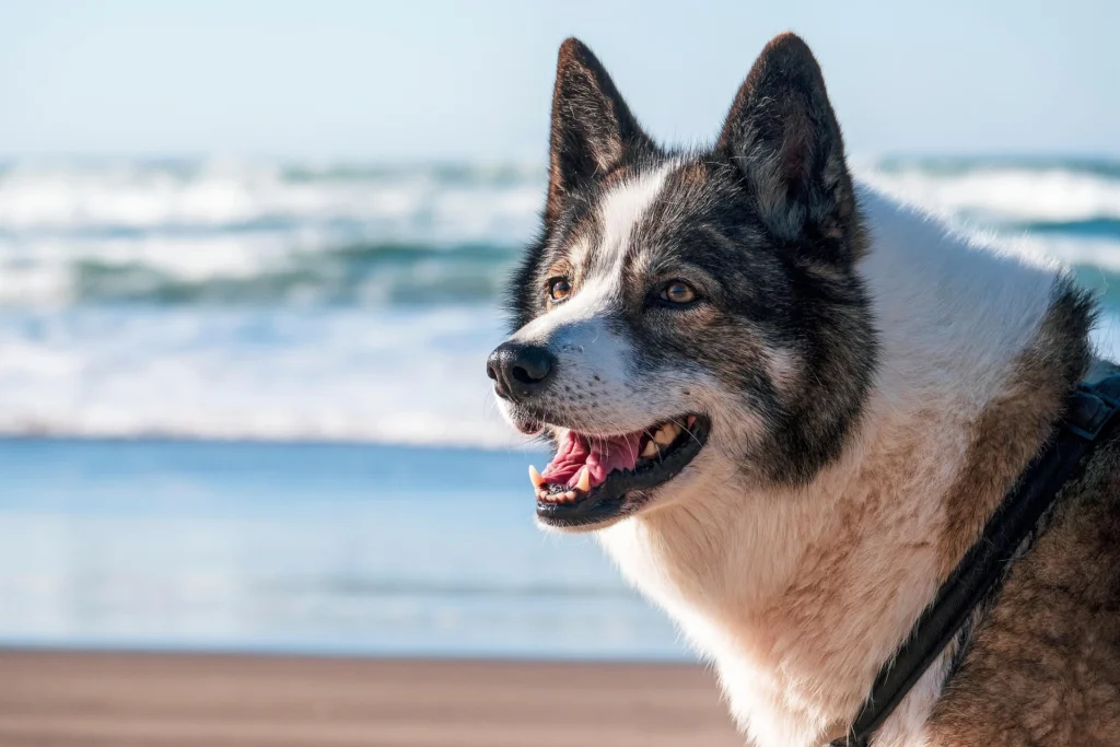 How to Stop a Dog From Barking at Strangers
