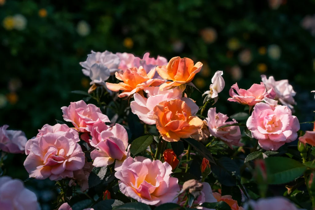 How to Water Rose Bushes the Right Way