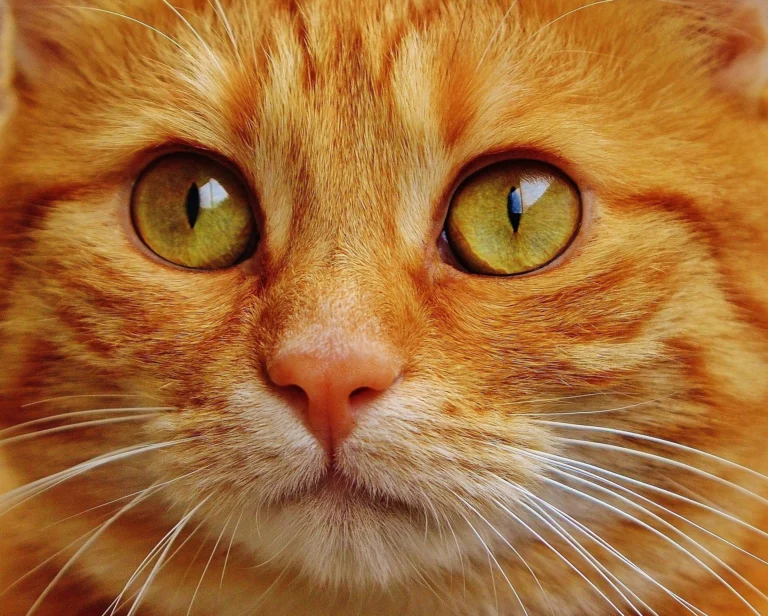 10 Most Popular Cat Names Right Now