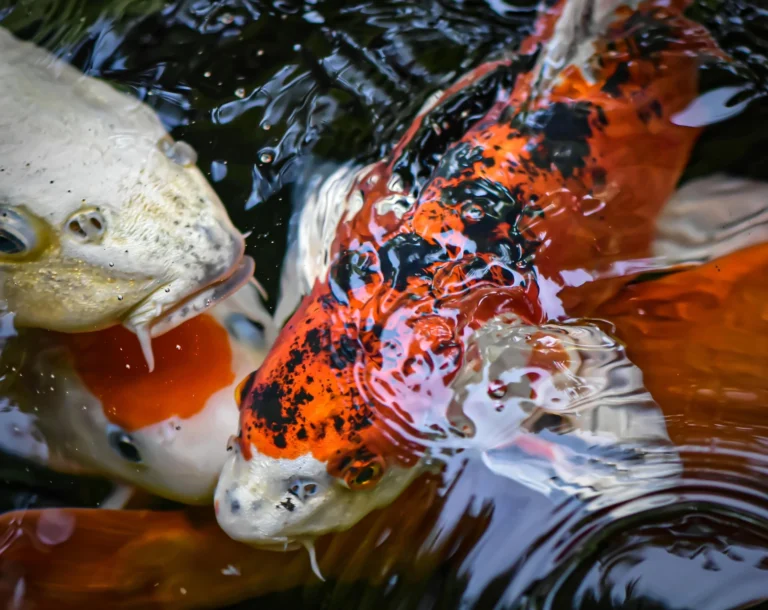 How to Add Fish to an Outdoor Pond