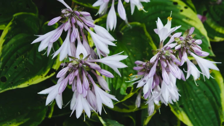 21 Hosta Varieties With Beautiful Foliage and Blooms