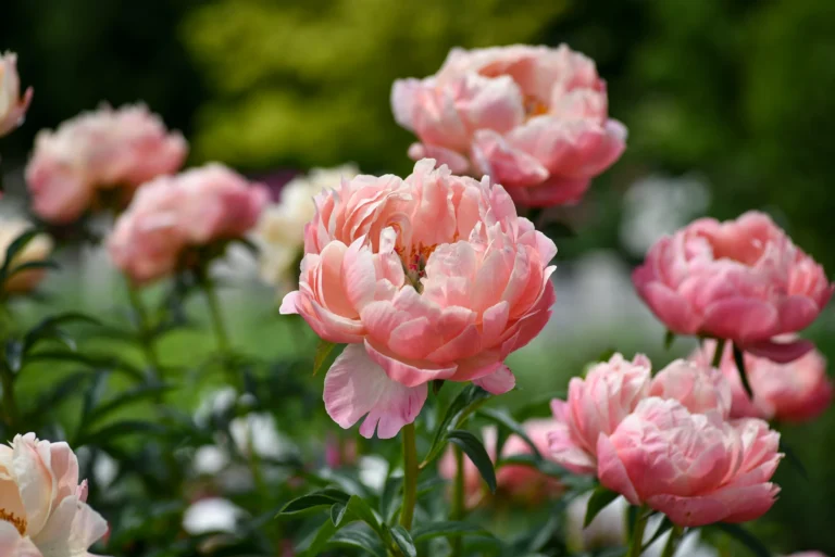 How to Prune Peonies for Stunning Blooms Next Year
