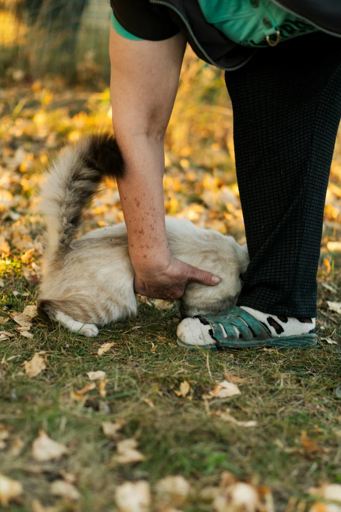 What to Do If a Skunk Sprays Your Pet