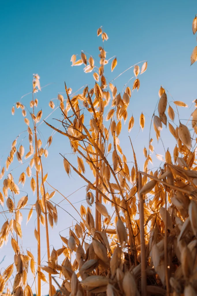 The Health Benefits of Oats