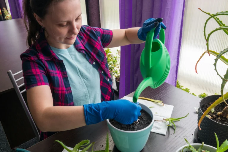 DIY Slow Release Organic Fertilizer for Potted Plants