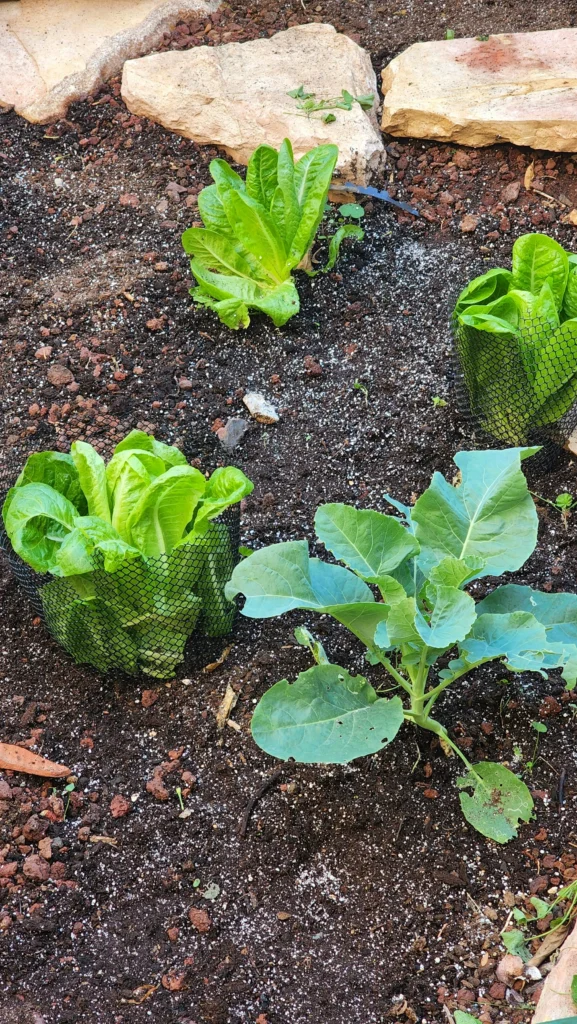 9 Vegetables to Plant Before July Ends
