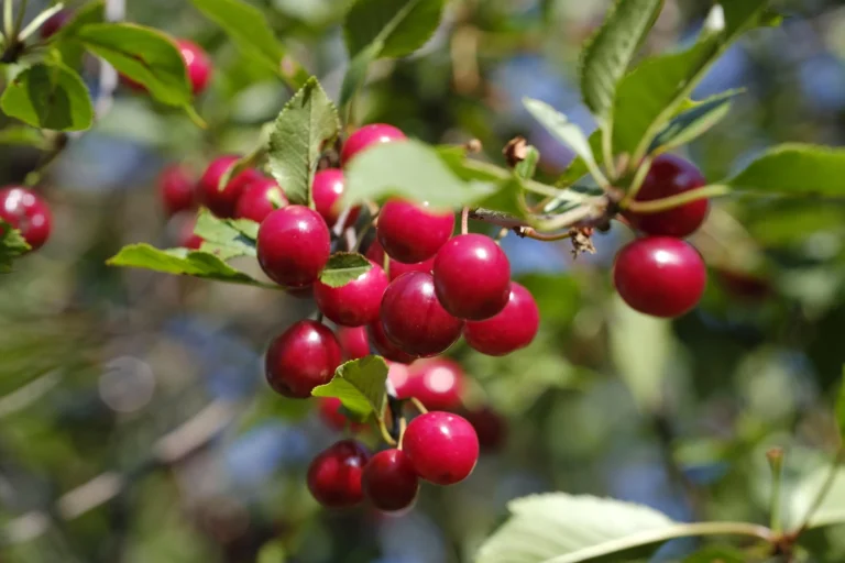 How to Plant a Cherry Pit Tree At Home