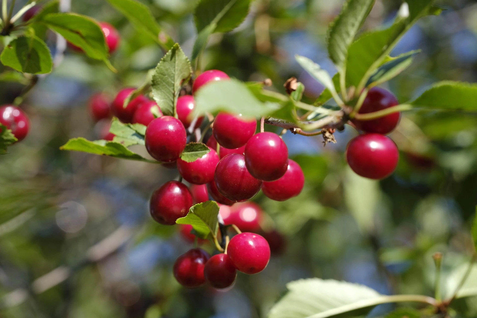 How to Plant a Cherry Pit Tree At Home