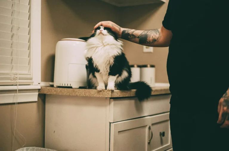 What to Do If a Skunk Sprays Your Pet