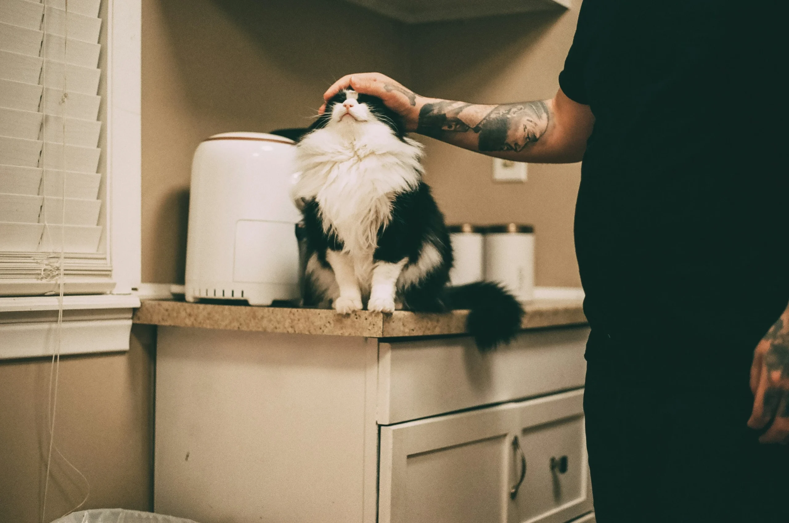 What to Do If a Skunk Sprays Your Pet