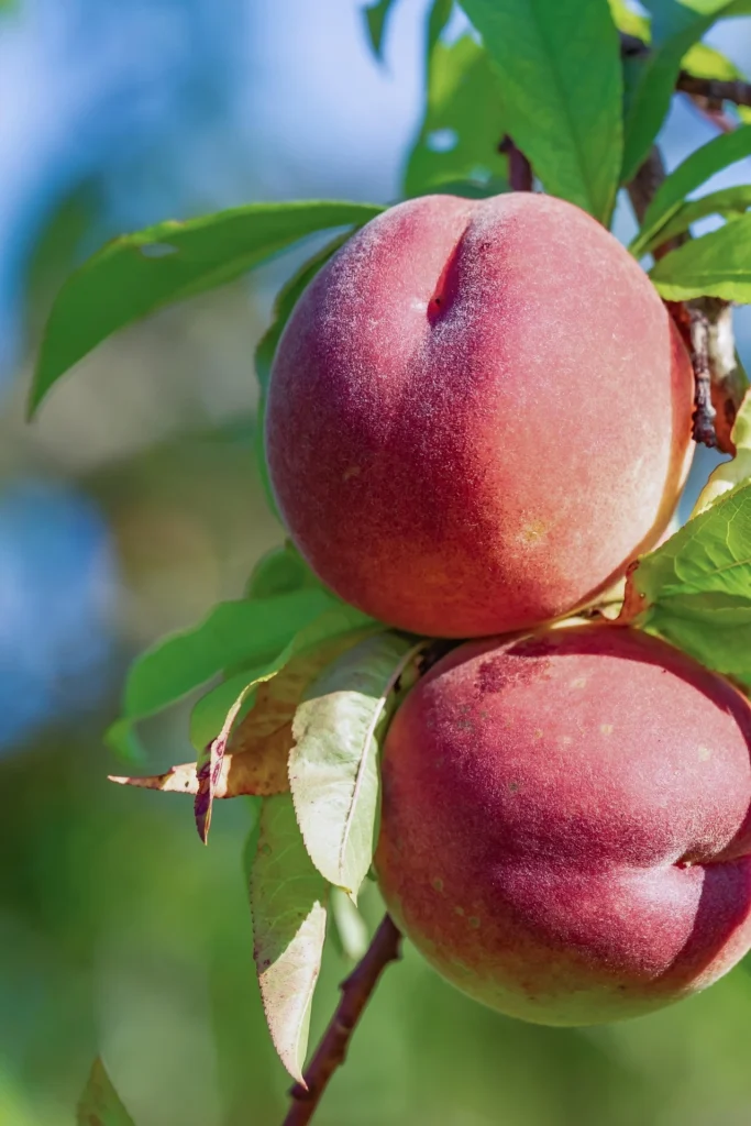 How Often to Water a Peach Tree for Bigger