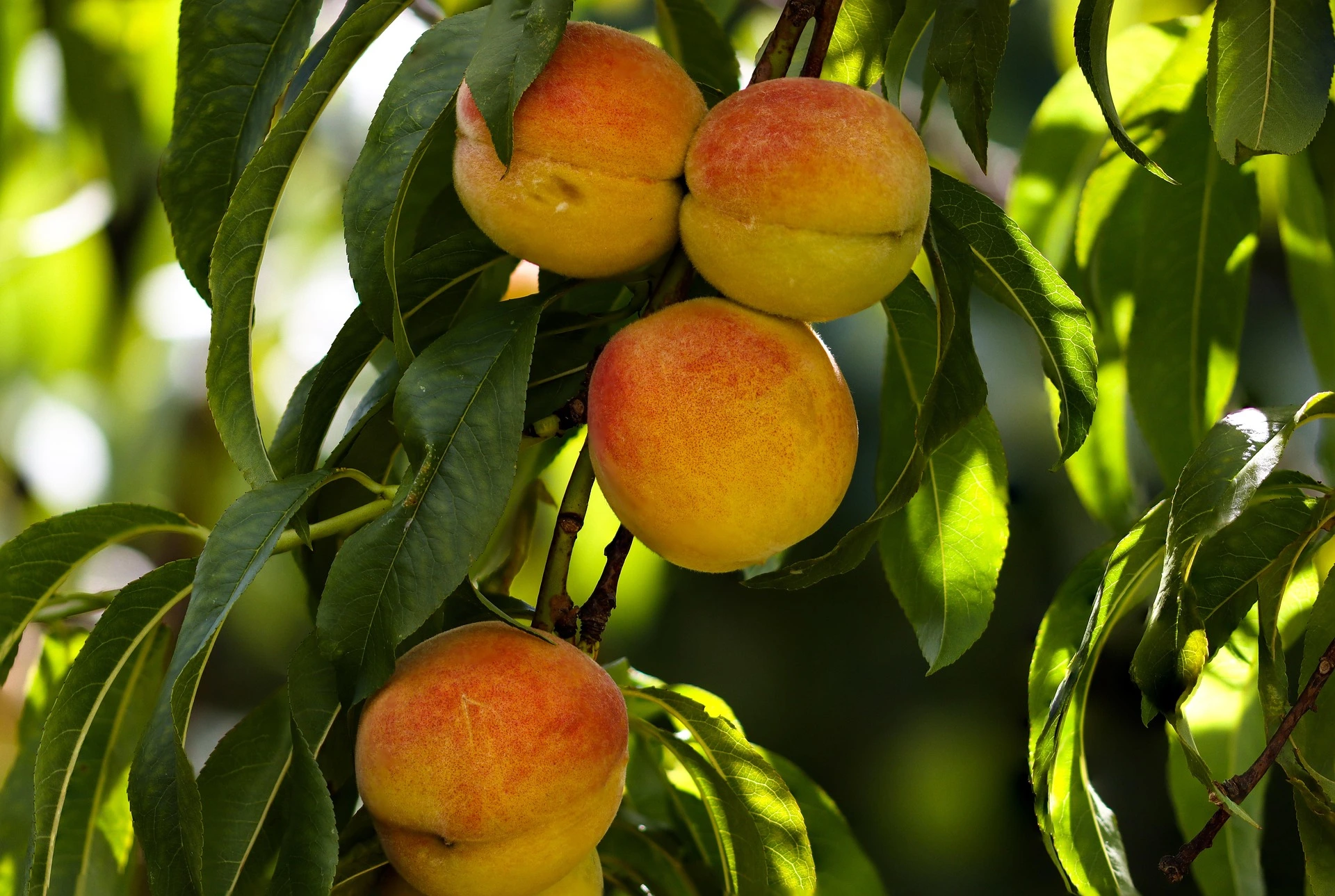 How Often to Water a Peach Tree for Bigger