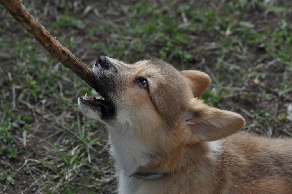 How to Train a Puppy Not to Bite in 8 Weeks