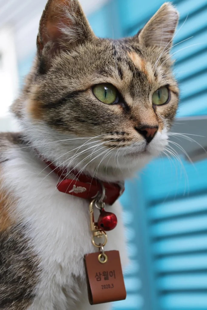 10 Most Popular Cat Names Right Now