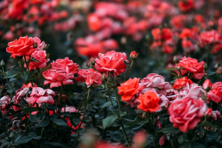 How to Water Rose Bushes the Right Way