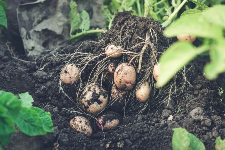 10 Companion Plants to Grow Next to Potatoes
