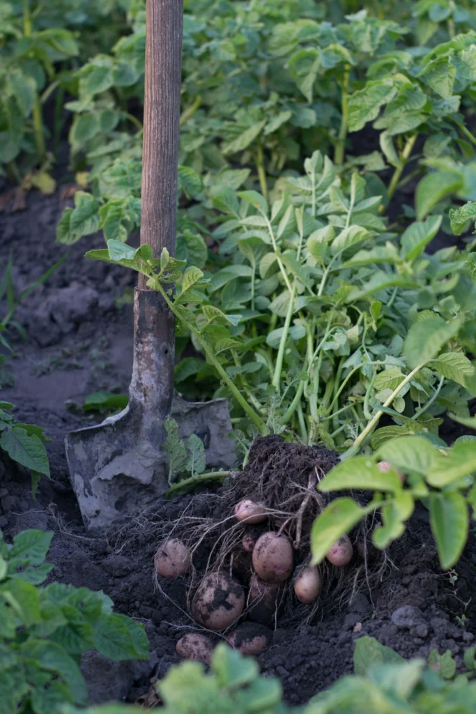 10 Companion Plants to Grow Next to Potatoes