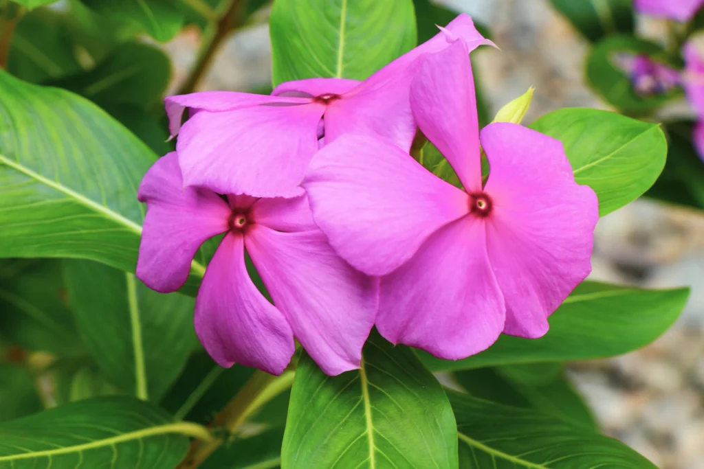 6 Shade-Loving Annuals to Plant in July 