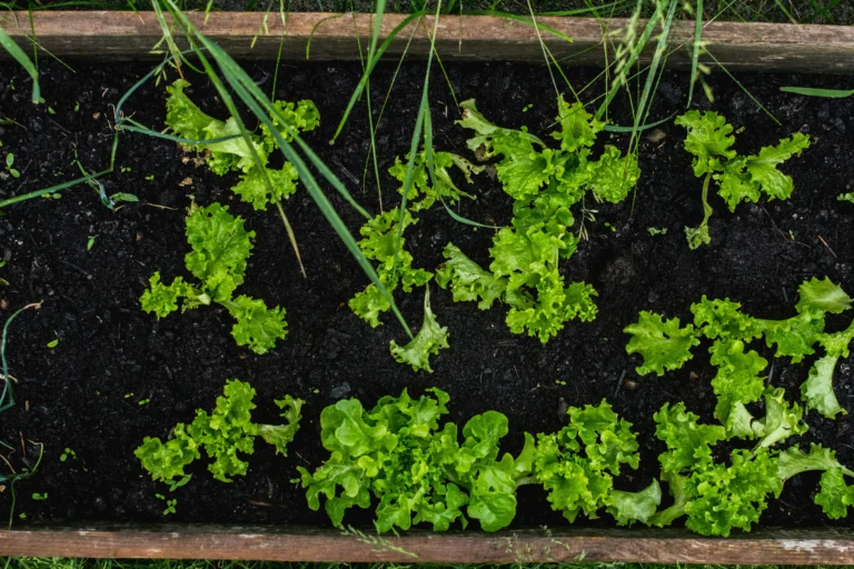 9 Vegetables to Plant Before July Ends