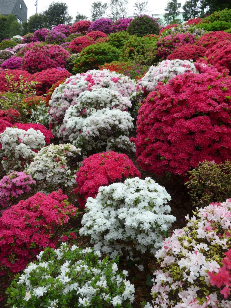 17 Spectacular Flowering Shrubs 