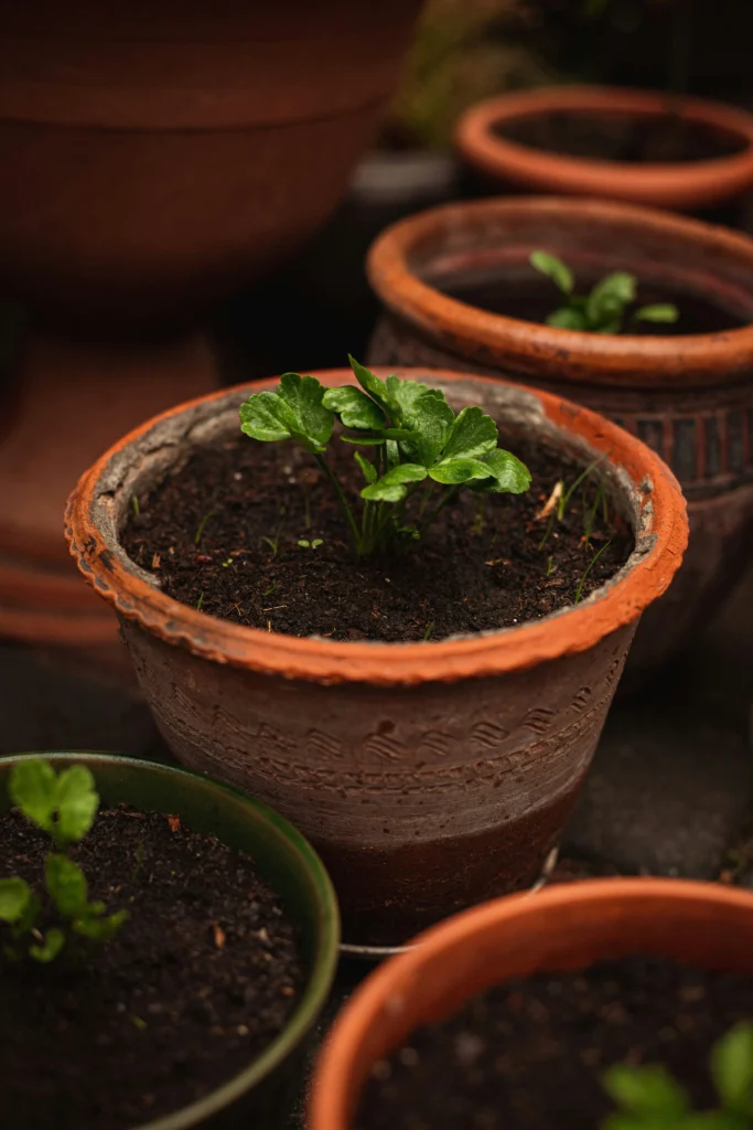 DIY Slow Release Organic Fertilizer for Potted Plants