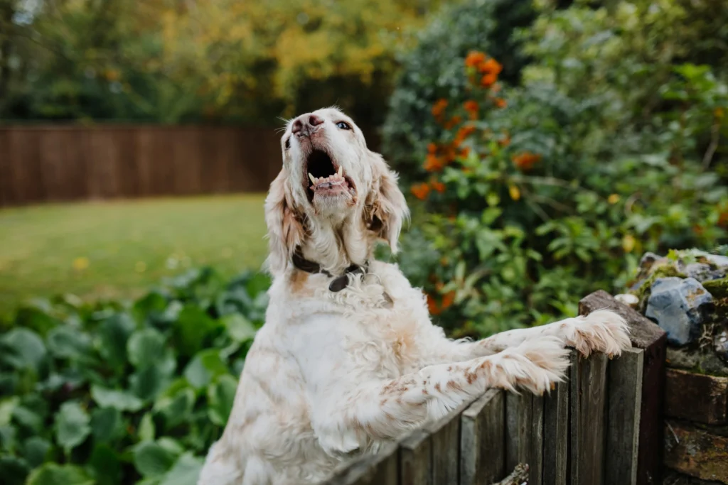 how to desensitize a rescue dog to loud noises step by step