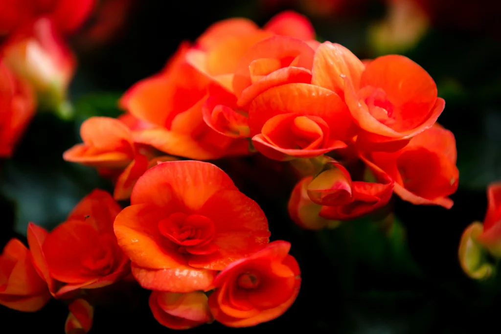 6 Shade-Loving Annuals to Plant in July