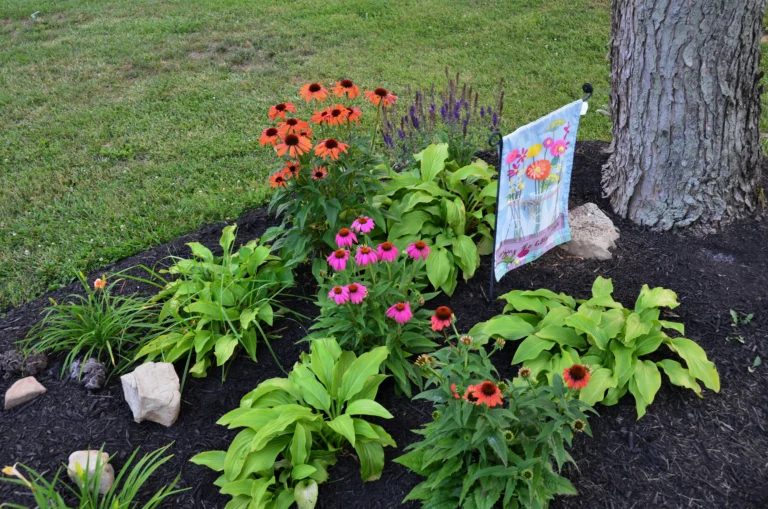 6 Shade-Loving Annuals to Plant in July