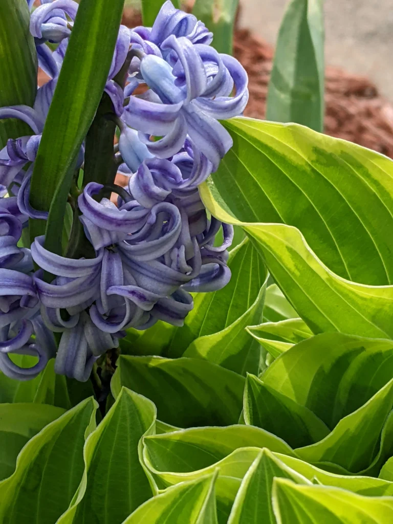 21 Hosta Varieties With Beautiful Foliage and Blooms