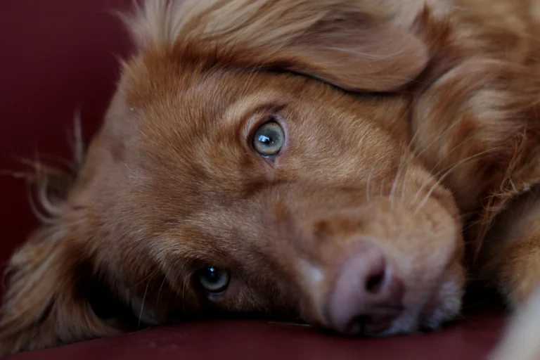 How to Train a Puppy Not to Bite in 8 Weeks