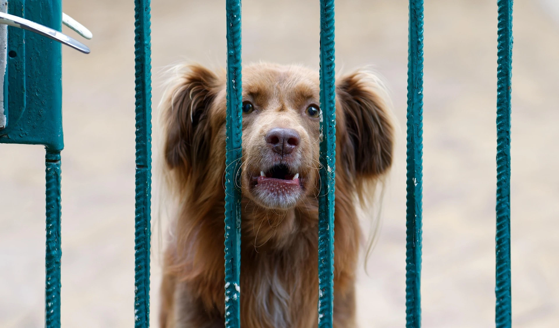 How to Stop a Dog From Barking at Strangers