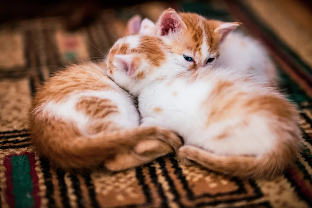 How to Clean Cat Pee Smell Out of Carpet Completely