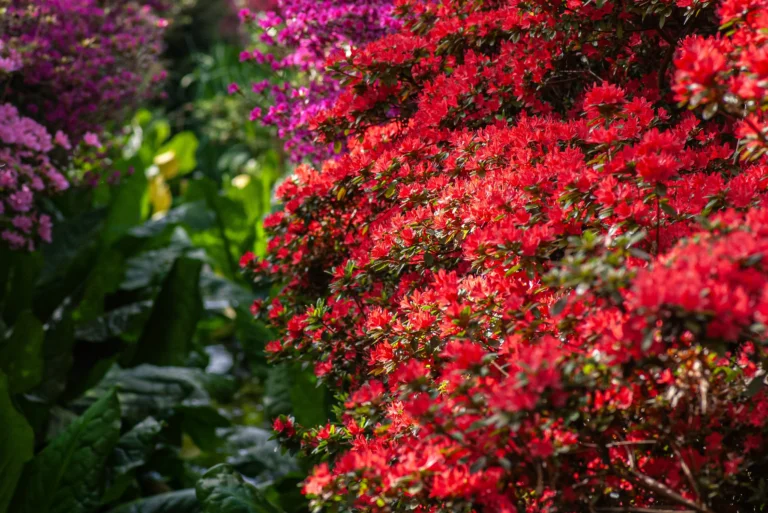 17 Spectacular Flowering Shrubs