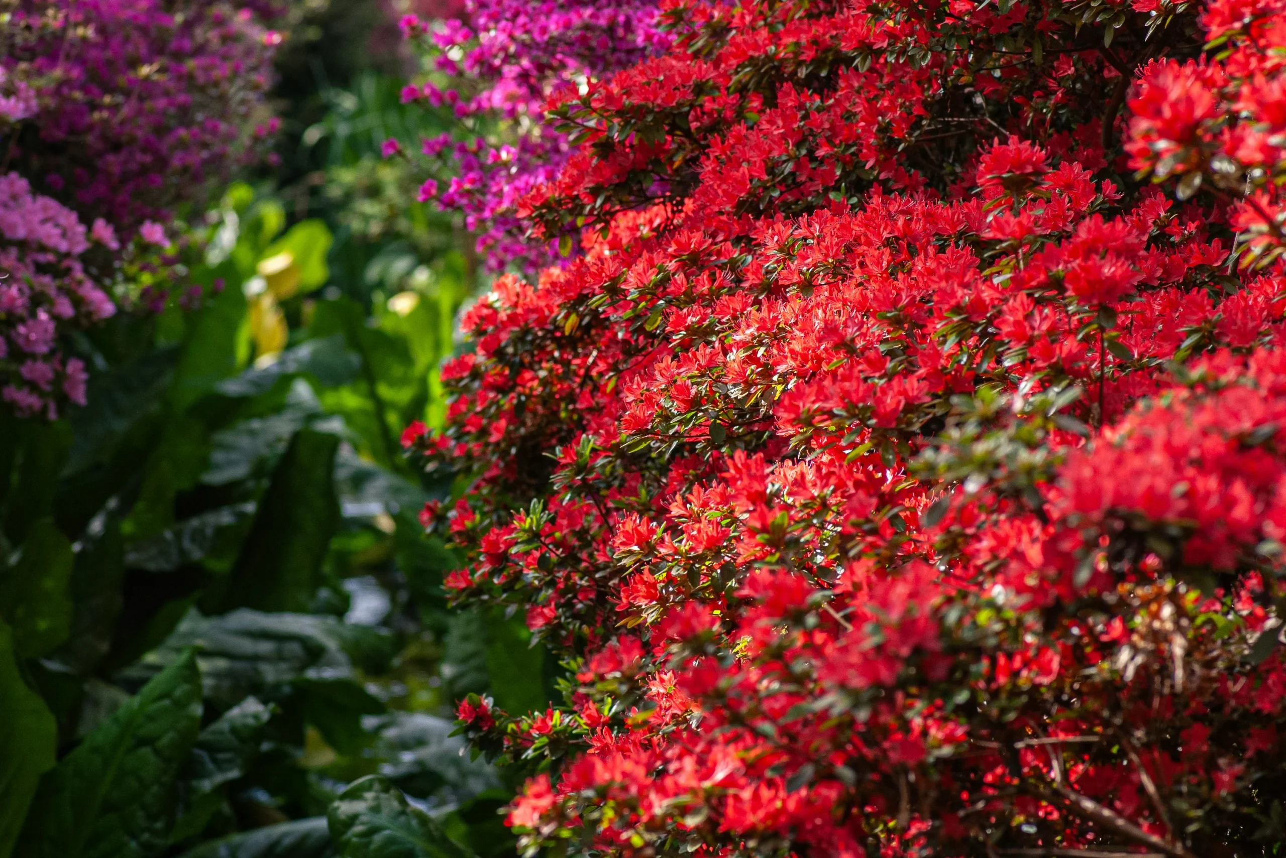 17 Spectacular Flowering Shrubs